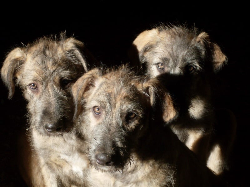 Chiot Levrier Irlandais d'Ardalie