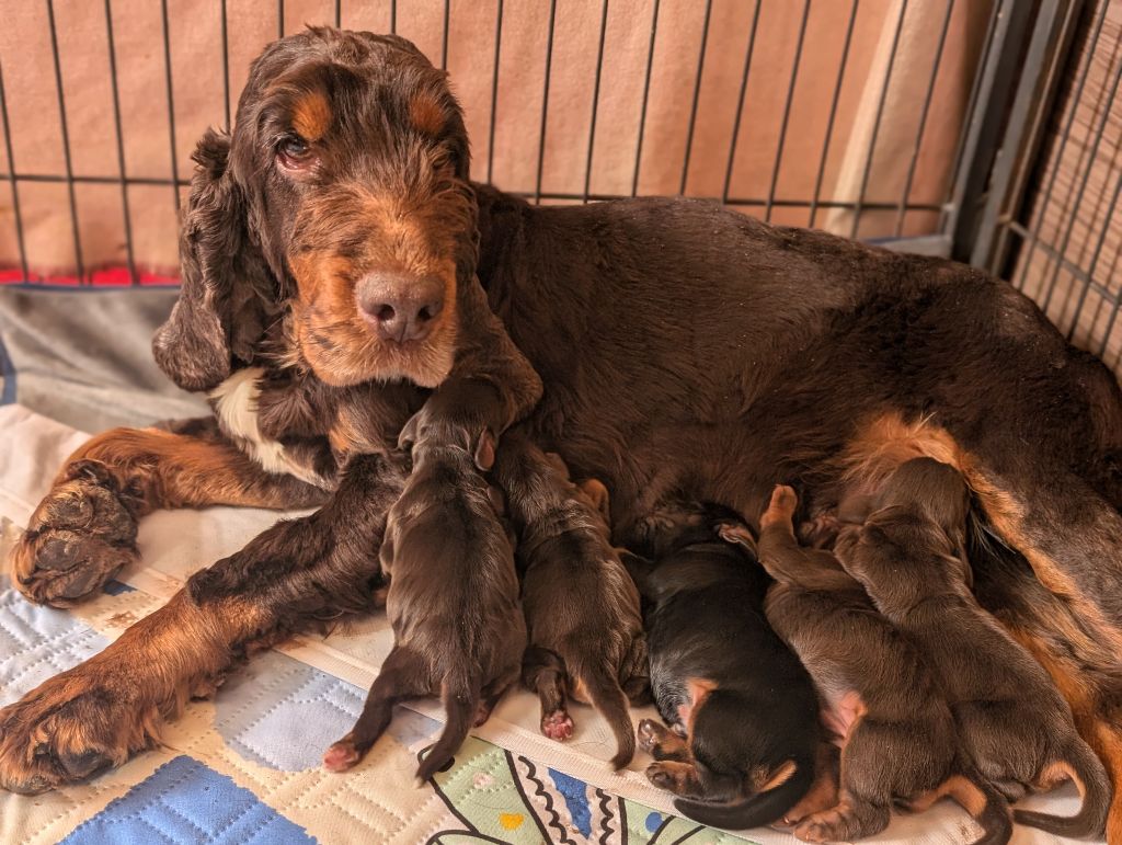 Chiot Cocker Spaniel Anglais des Pitchoucas de Lacapelette