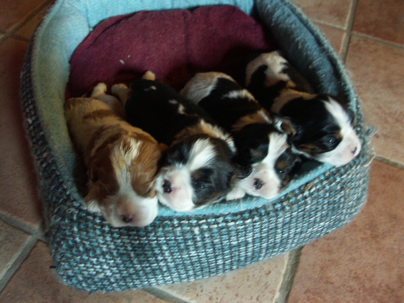 Chiot Cavalier King Charles Spaniel de la Cité d'Hinka