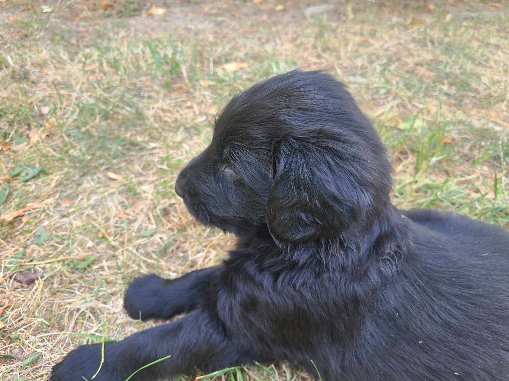 de Joyenval - Chiots disponibles - Flat Coated Retriever