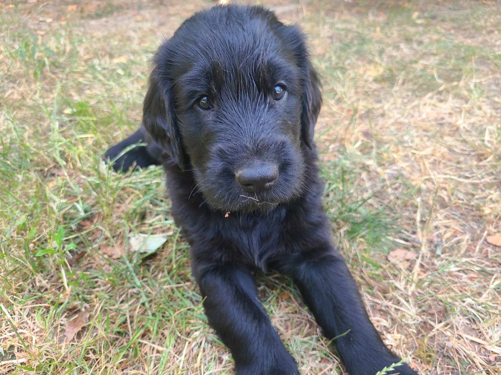 de Joyenval - Chiots disponibles - Flat Coated Retriever