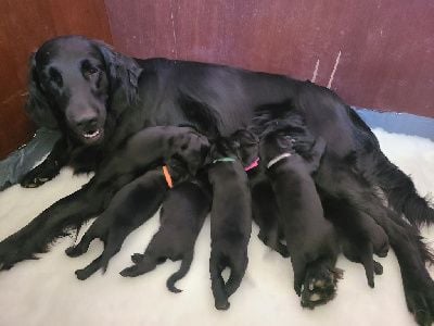 de Joyenval - Flat Coated Retriever - Portée née le 15/06/2023