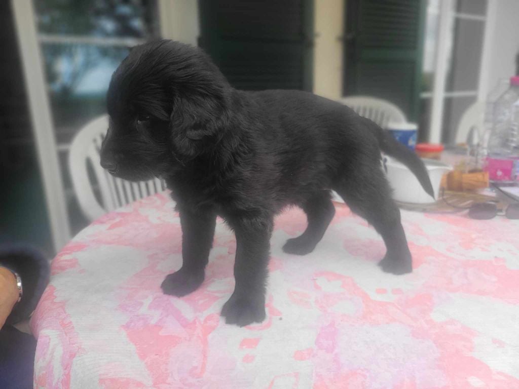 de Joyenval - Chiots disponibles - Flat Coated Retriever