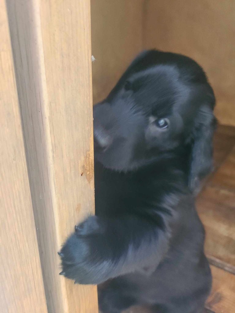 de Joyenval - Chiots disponibles - Flat Coated Retriever