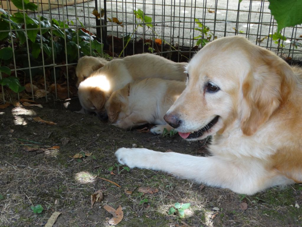 Chiot Golden Retriever de Joyenval