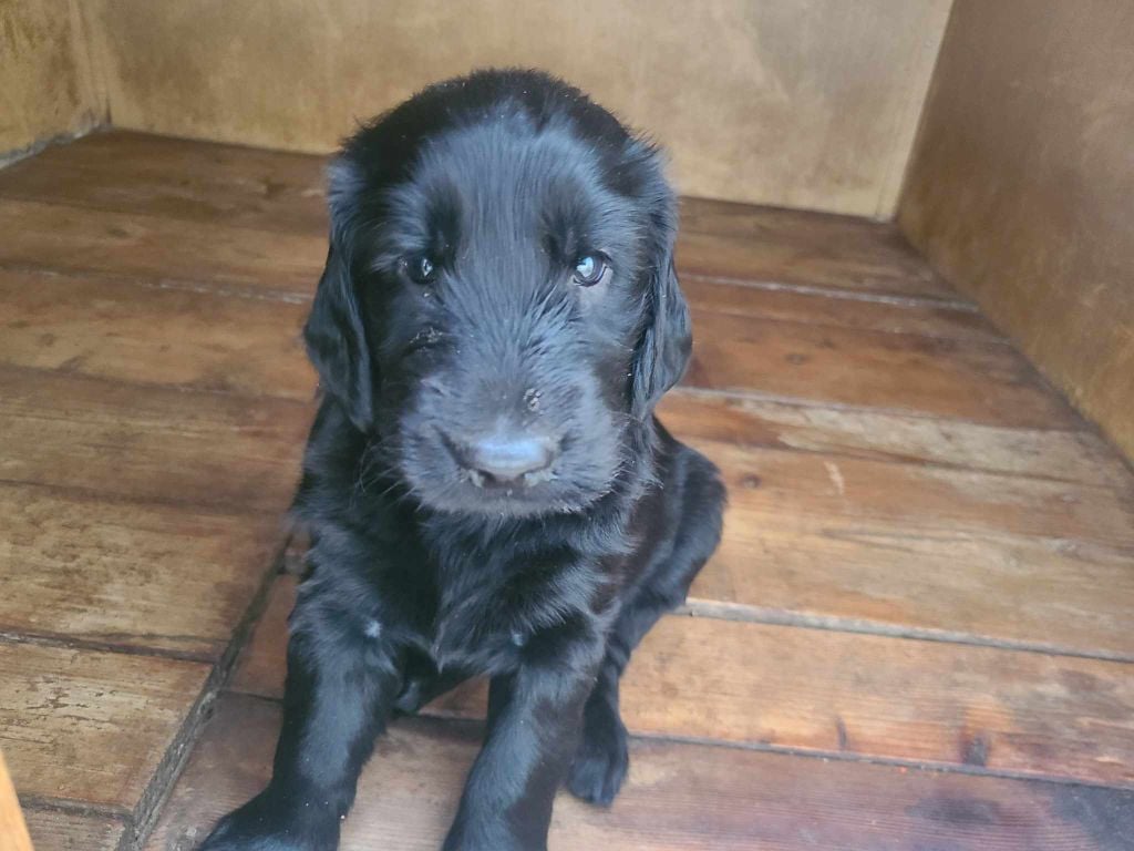 de Joyenval - Chiots disponibles - Flat Coated Retriever