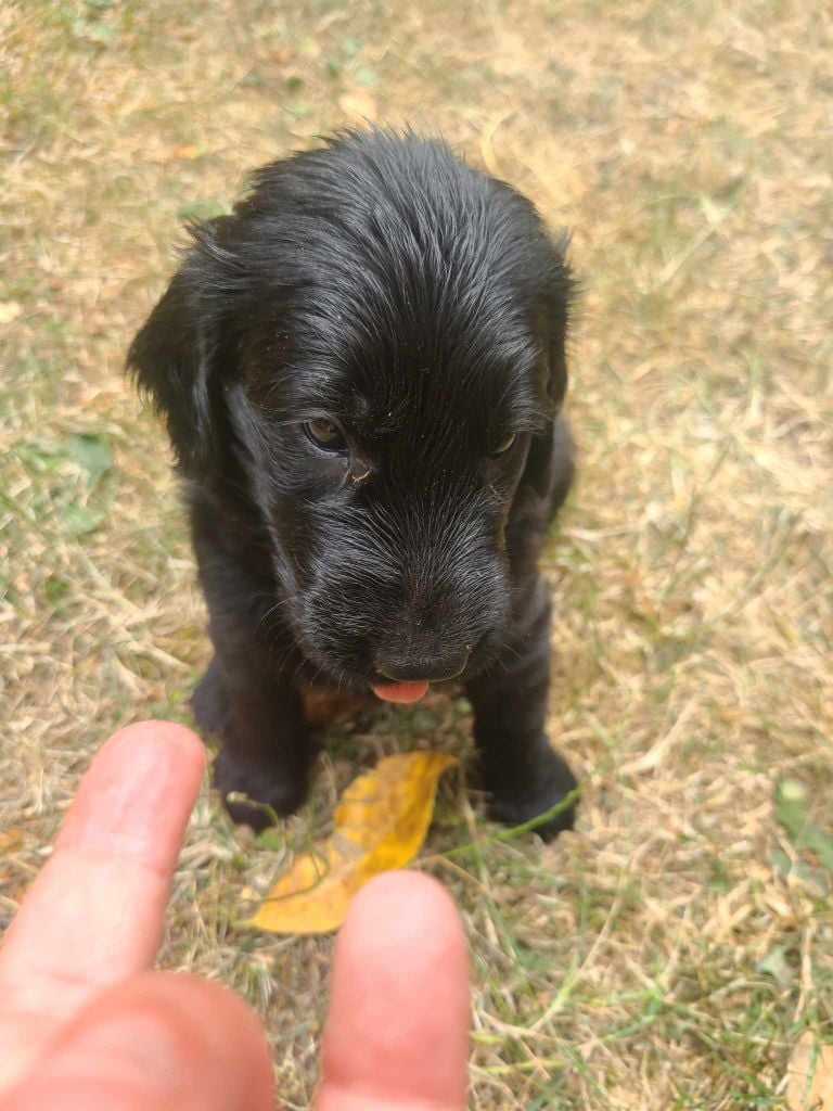 de Joyenval - Chiots disponibles - Flat Coated Retriever