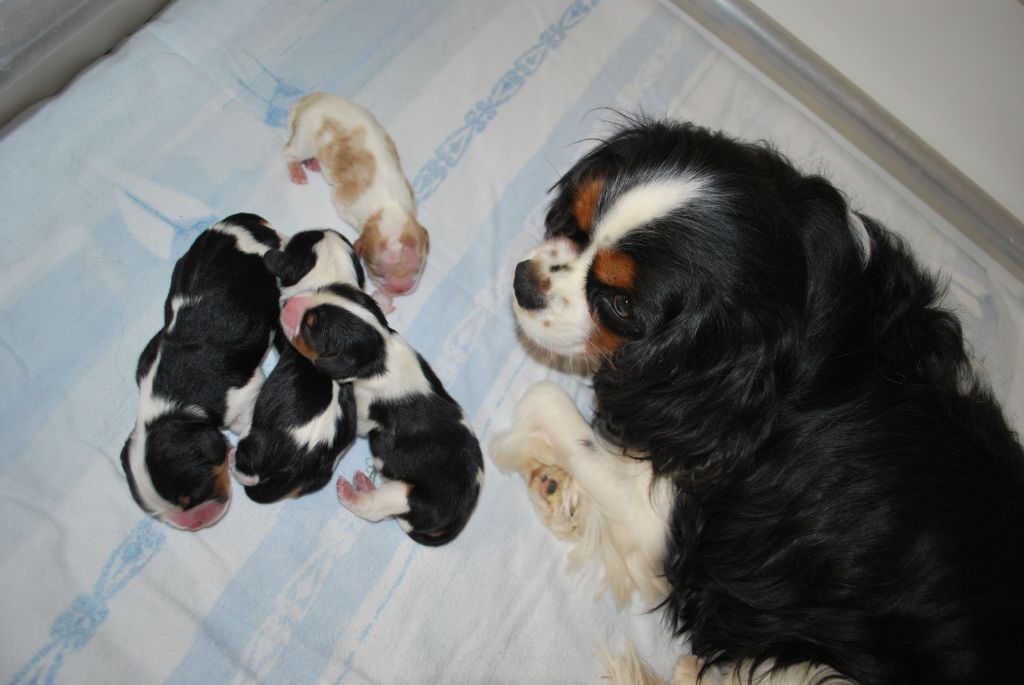 du Royaume des Atrébates - Cavalier King Charles Spaniel - Portée née le 01/05/2021