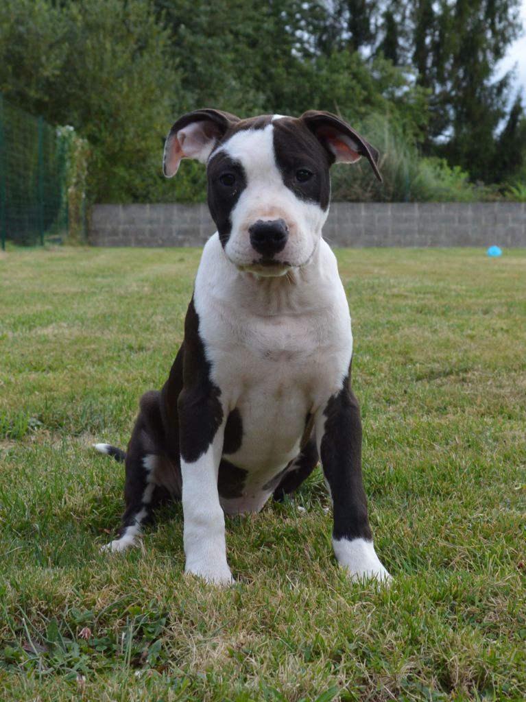 Chiot American Staffordshire Terrier of Woodcastle's Dogs