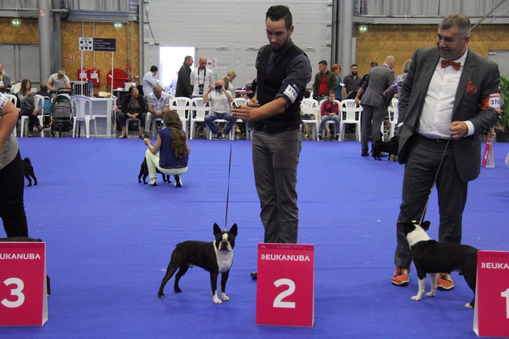 Sweeties Doggies - CHAMPIONNAT de FRANCE NANTES 2017