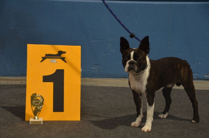 Sweeties Doggies - exposition LUXEMBOURG 30AOUT 2014