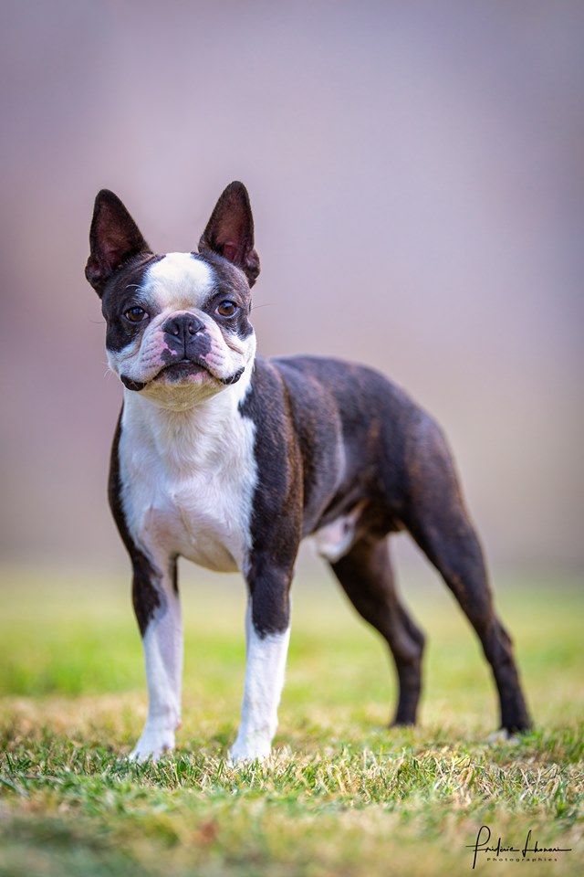 Sweeties Doggies - IDS HALLOWEN VALLS DOG SHOW 2019 Espagne