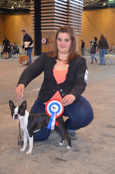 Sweeties Doggies - IDS LYON 24 avril 2016 SPÉCIALE BOSTON TERRIER 