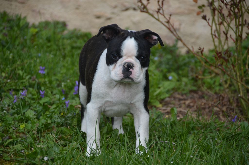 Sweeties Doggies - BOSTON TERRIER  chiot mâle a VENDRE 