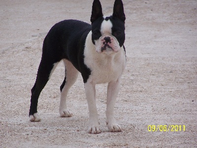 Sweeties Doggies - exposition semur en auxois 19 juin 2011