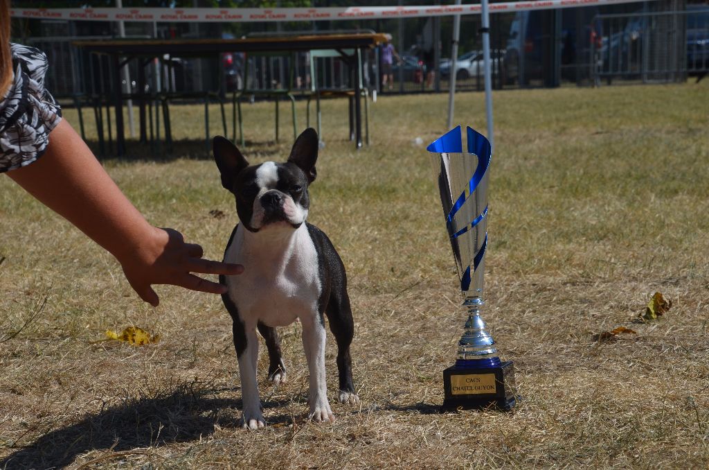 Sweeties Doggies - NDS CHATEL GUYON dimanche 6 Août 2017