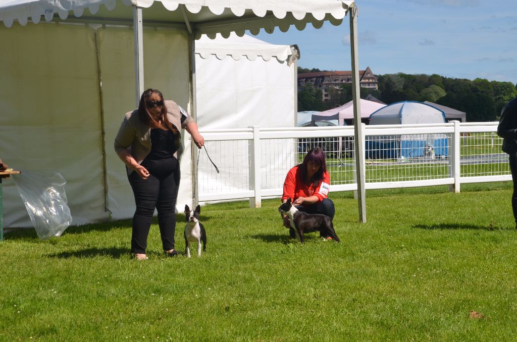 Sweeties Doggies - NDS VITTEL SPÉCIALE BOSTON TERRIER 21 mai 2017