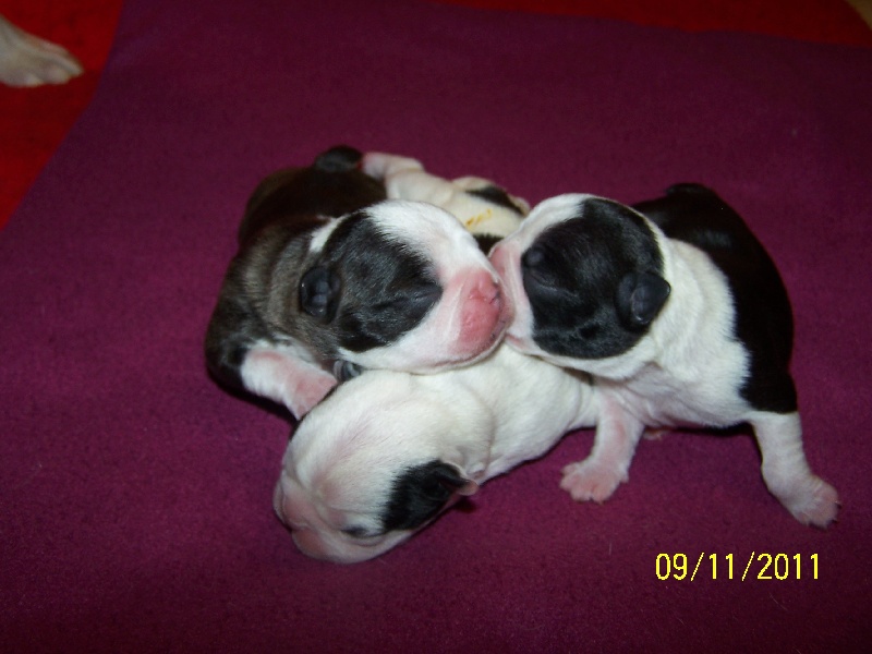 Sweeties Doggies - Boston Terrier - Portée née le 06/11/2011