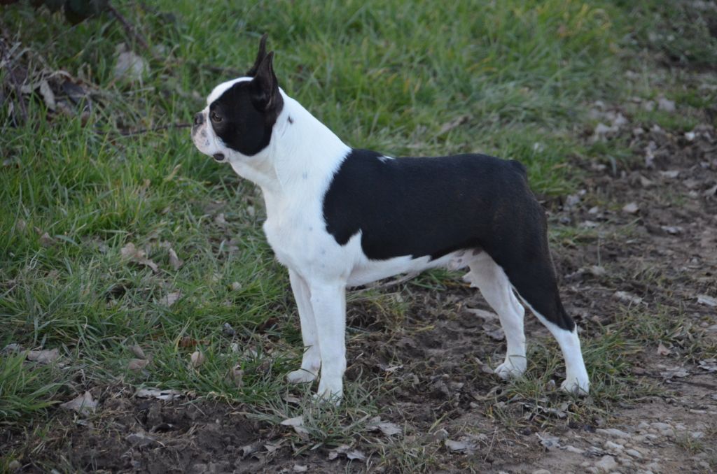 Sweeties Doggies - Boston Terrier - Portée née le 30/06/2018