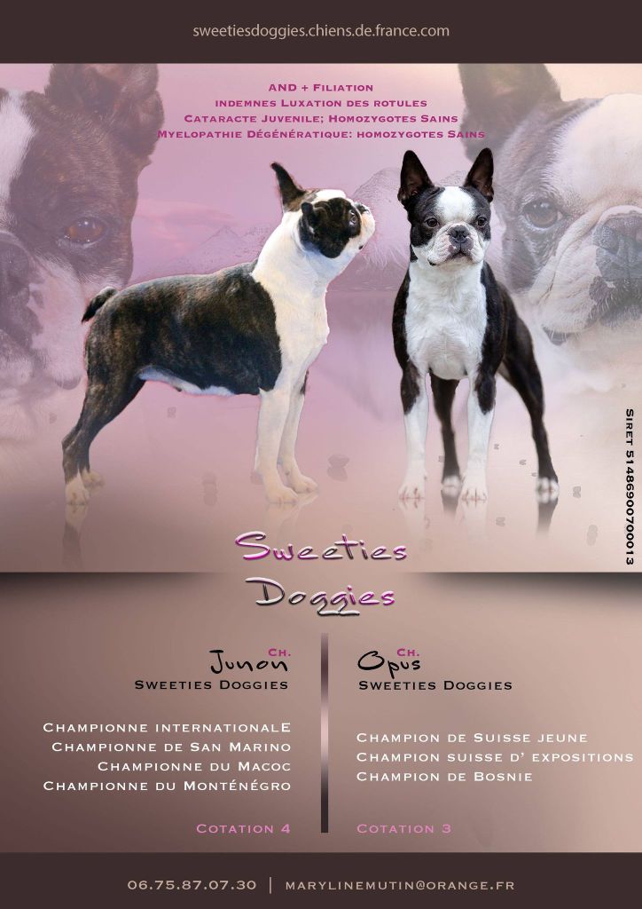 Sweeties Doggies - Boston Terrier - Portée née le 05/12/2020