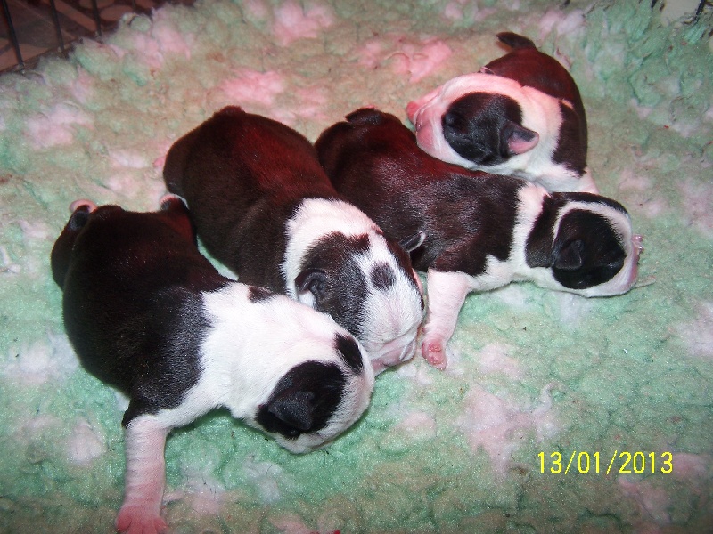 Sweeties Doggies - Boston Terrier - Portée née le 09/01/2013