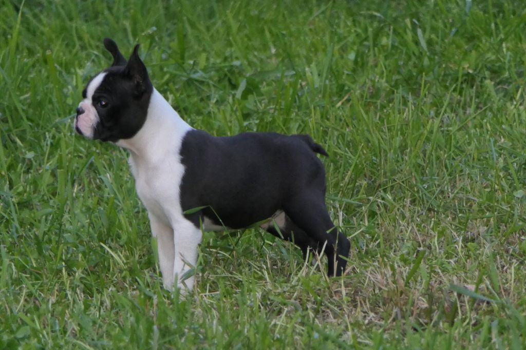 Sweeties Doggies - Boston Terrier - Portée née le 04/03/2023