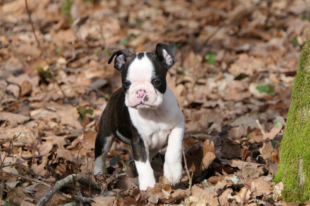 Sweeties Doggies - Boston Terrier - Portée née le 27/11/2023