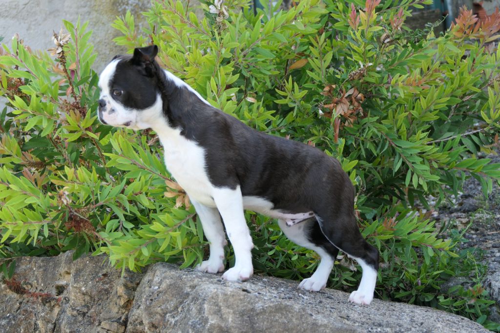 Sweeties Doggies - Boston Terrier - Portée née le 05/04/2024