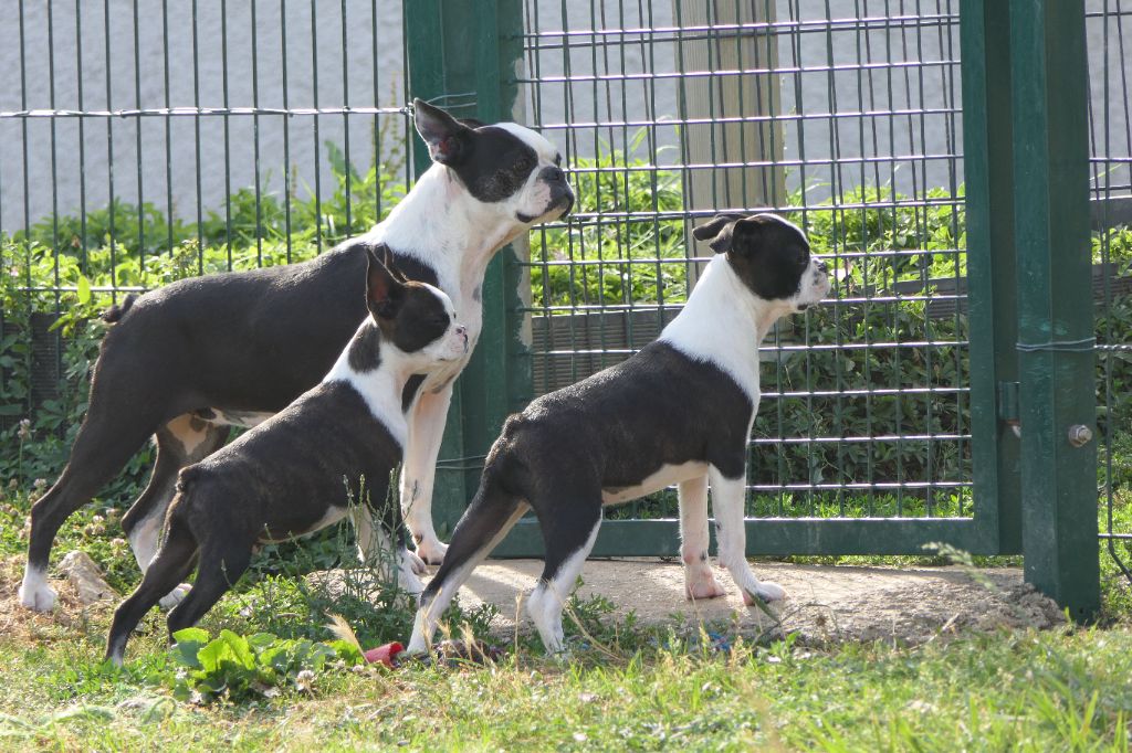 Sweeties Doggies - Boston Terrier - Portée née le 11/03/2023