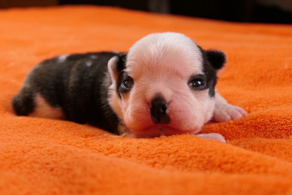 Sweeties Doggies - Chiots disponibles - Boston Terrier