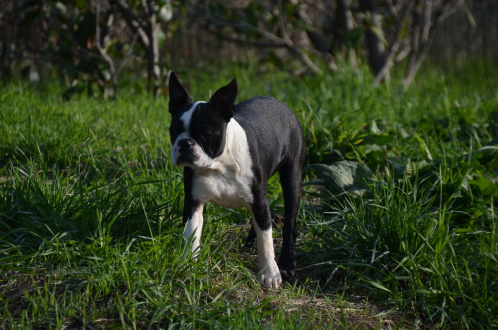 Sweeties Doggies - Boston Terrier - Portée née le 14/06/2018