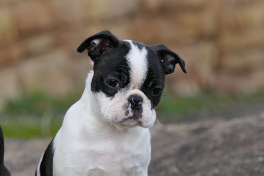 Sweeties Doggies - Boston Terrier - Portée née le 01/10/2023