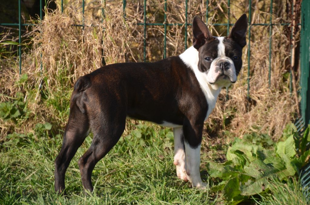 Sweeties Doggies - Boston Terrier - Portée née le 19/09/2019