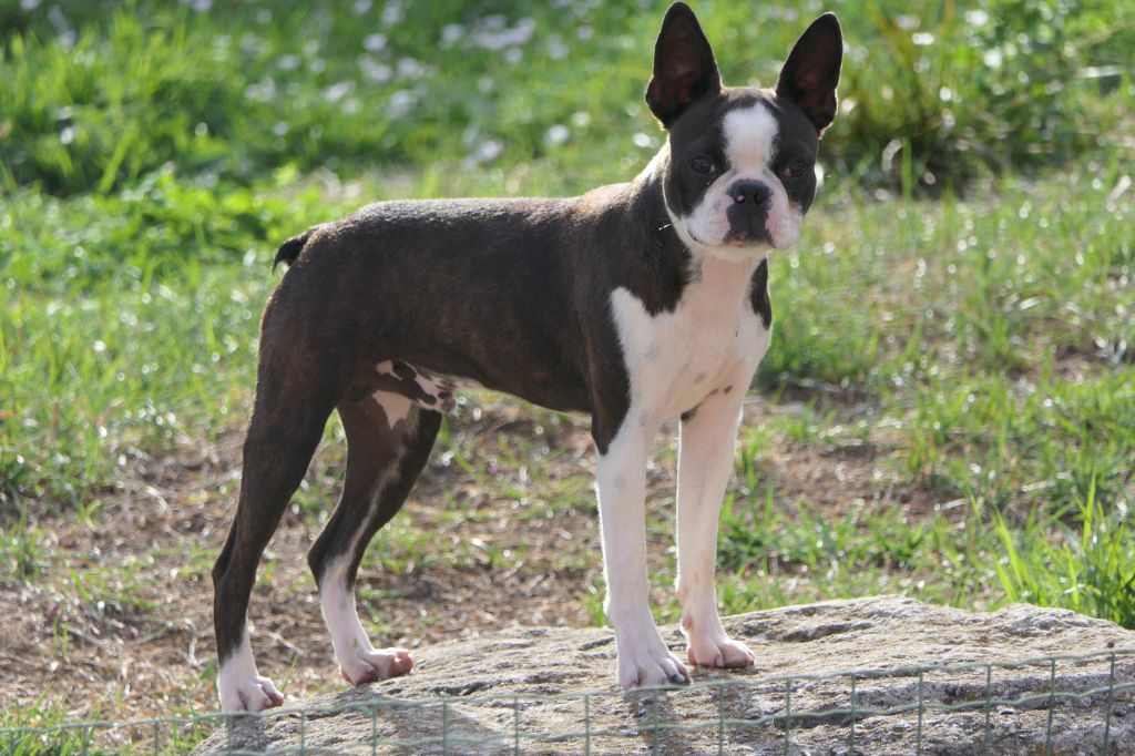 Sweeties Doggies - Boston Terrier - Portée née le 15/12/2022