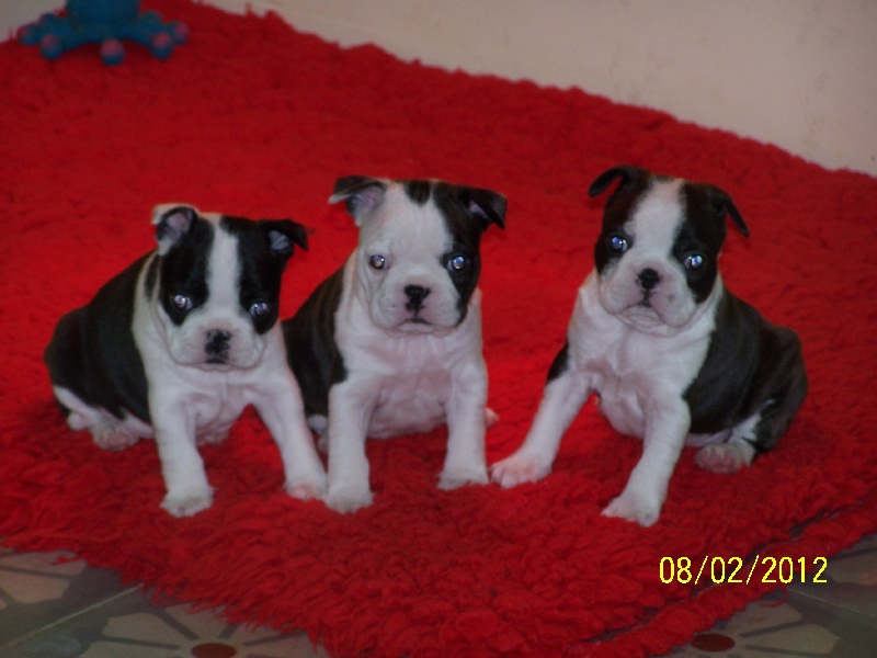 Sweeties Doggies - Boston Terrier - Portée née le 06/01/2012