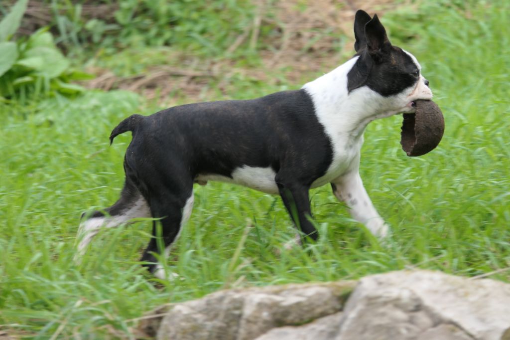 Sweeties Doggies - Boston Terrier - Portée née le 25/04/2024