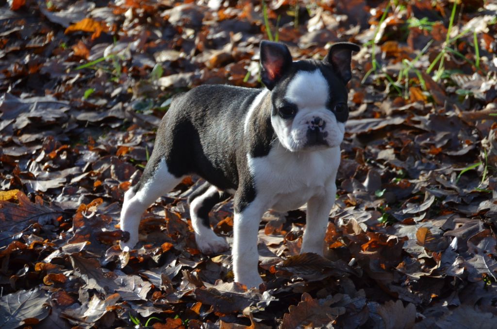 Sweeties Doggies - Boston Terrier - Portée née le 12/09/2019