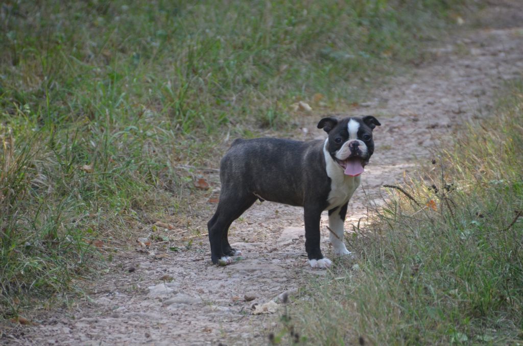 Sweeties Doggies - Boston Terrier - Portée née le 23/06/2018