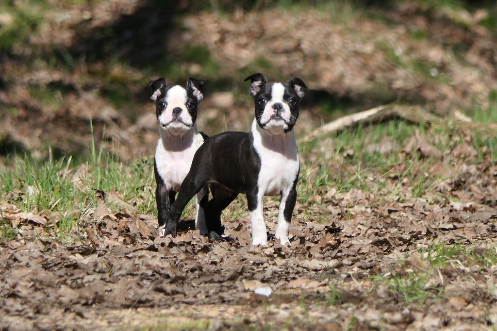 Sweeties Doggies - Boston Terrier - Portée née le 11/12/2023