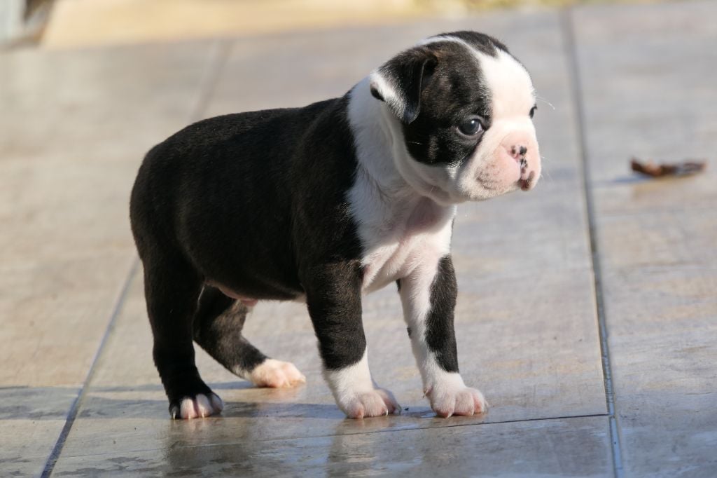 Sweeties Doggies - Boston Terrier - Portée née le 24/10/2024