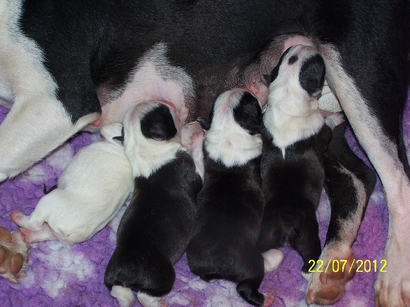 Sweeties Doggies - Boston Terrier - Portée née le 22/07/2012