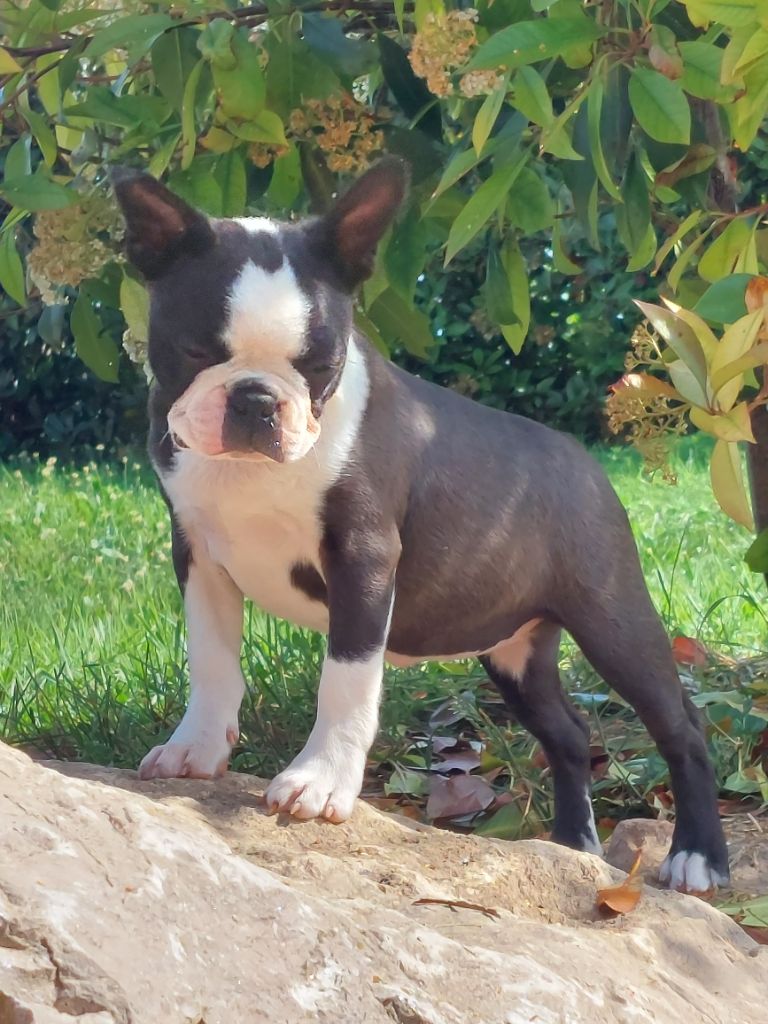 Sweeties Doggies - Boston Terrier - Portée née le 02/03/2022