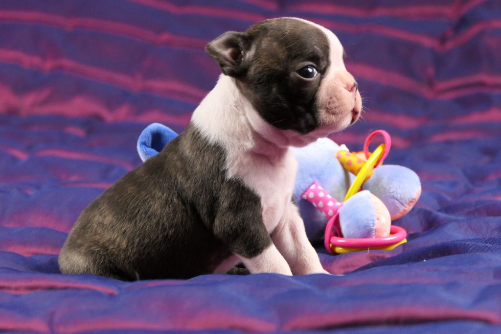 Sweeties Doggies - Boston Terrier - Portée née le 03/01/2023