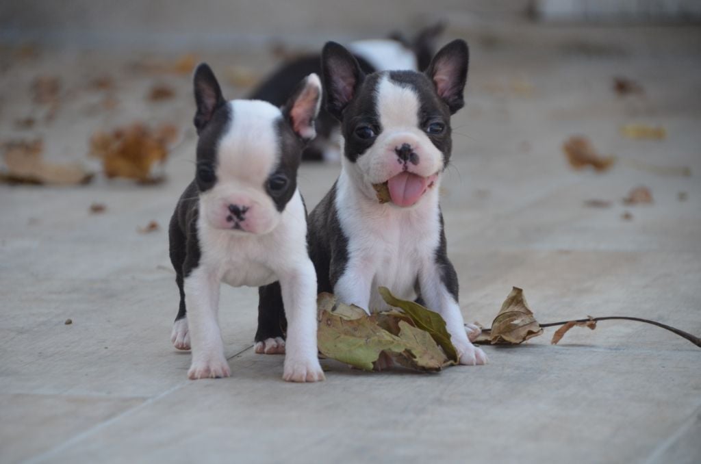 Sweeties Doggies - Boston Terrier - Portée née le 12/08/2019