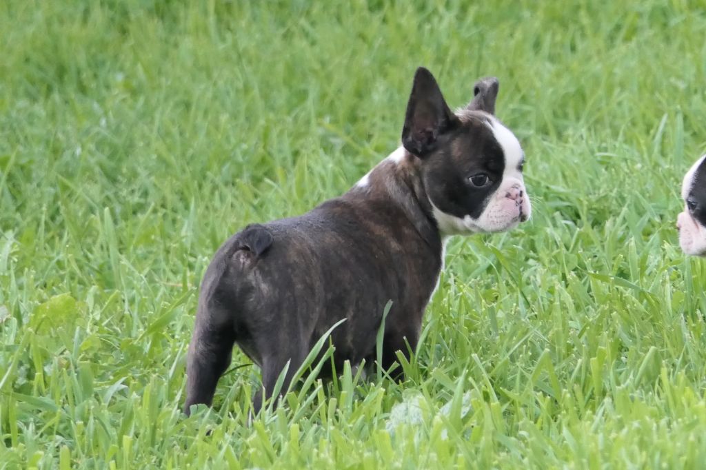 Sweeties Doggies - Boston Terrier - Portée née le 16/02/2023