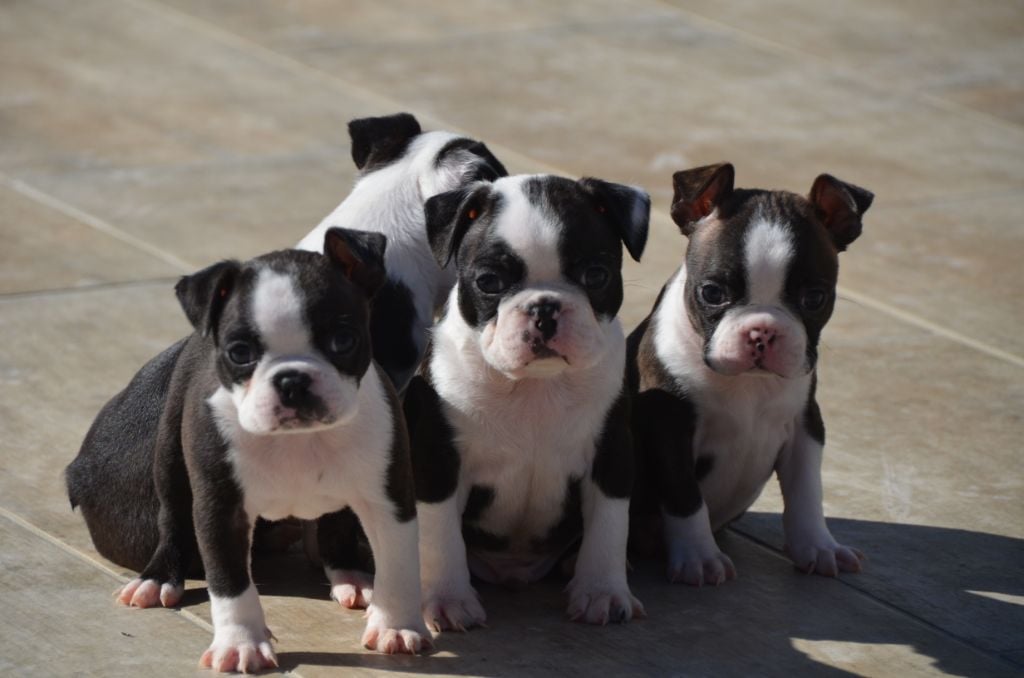 Sweeties Doggies - Boston Terrier - Portée née le 16/01/2019