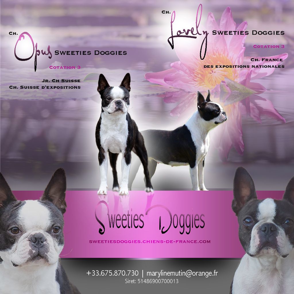 Sweeties Doggies - Boston Terrier - Portée née le 09/10/2020