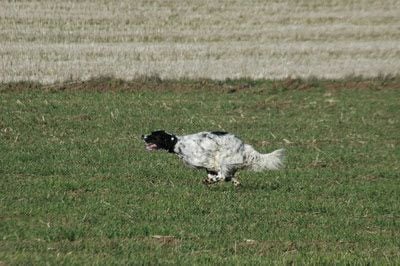 Chiots Evita /Leoiandi Ciro 