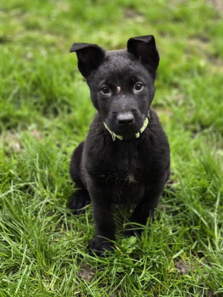 De La Forêt De L'espérance - Chiots disponibles - Berger Belge