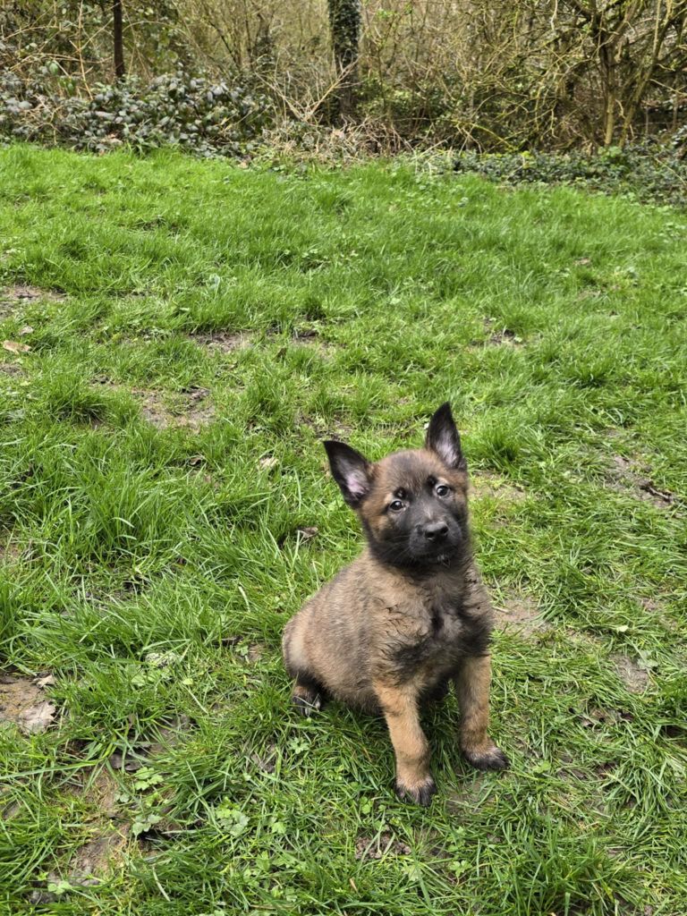 De La Forêt De L'espérance - Chiots disponibles - Berger Belge